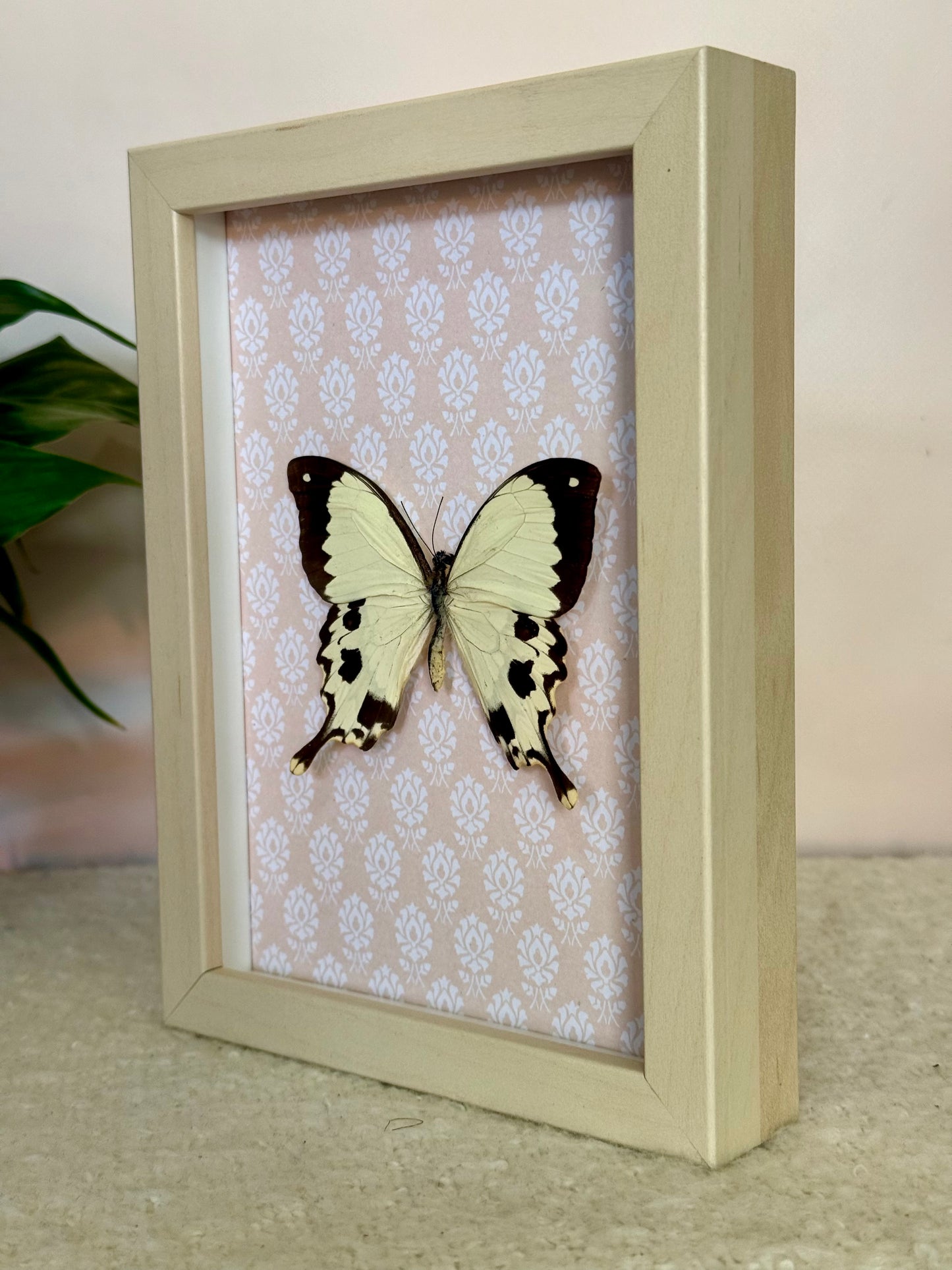 Mocker Swallowtail