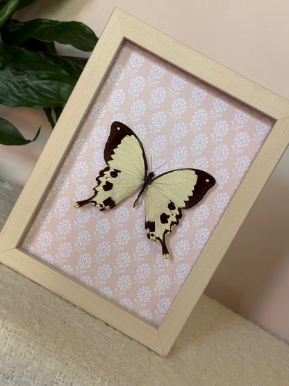 Mocker Swallowtail