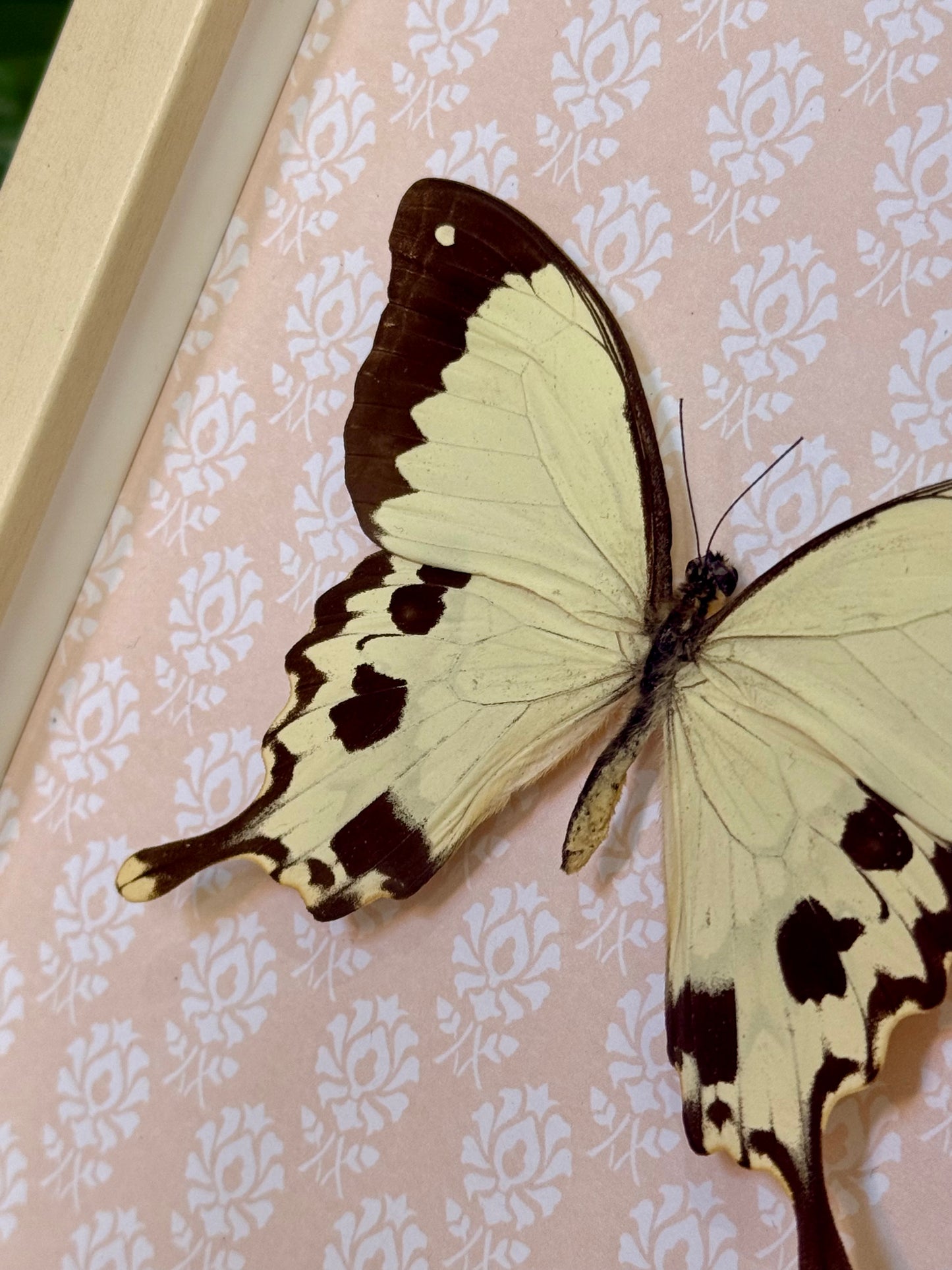 Mocker Swallowtail
