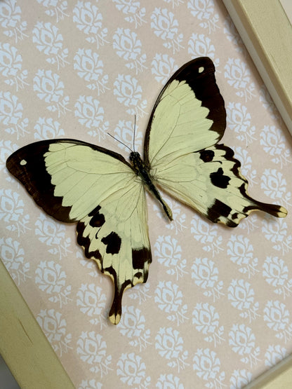 Mocker Swallowtail