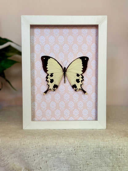 Mocker Swallowtail
