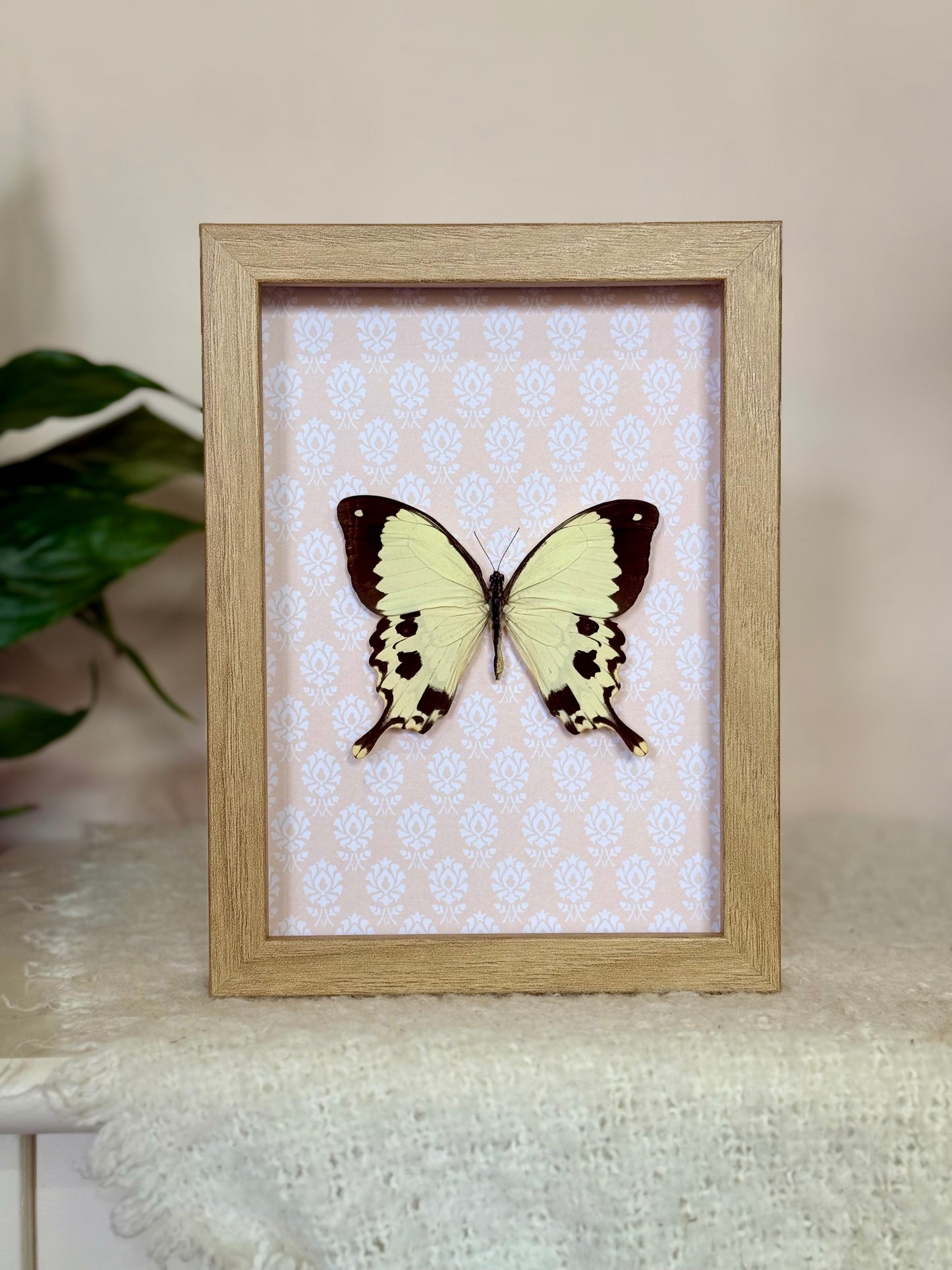 Mocker Swallowtail
