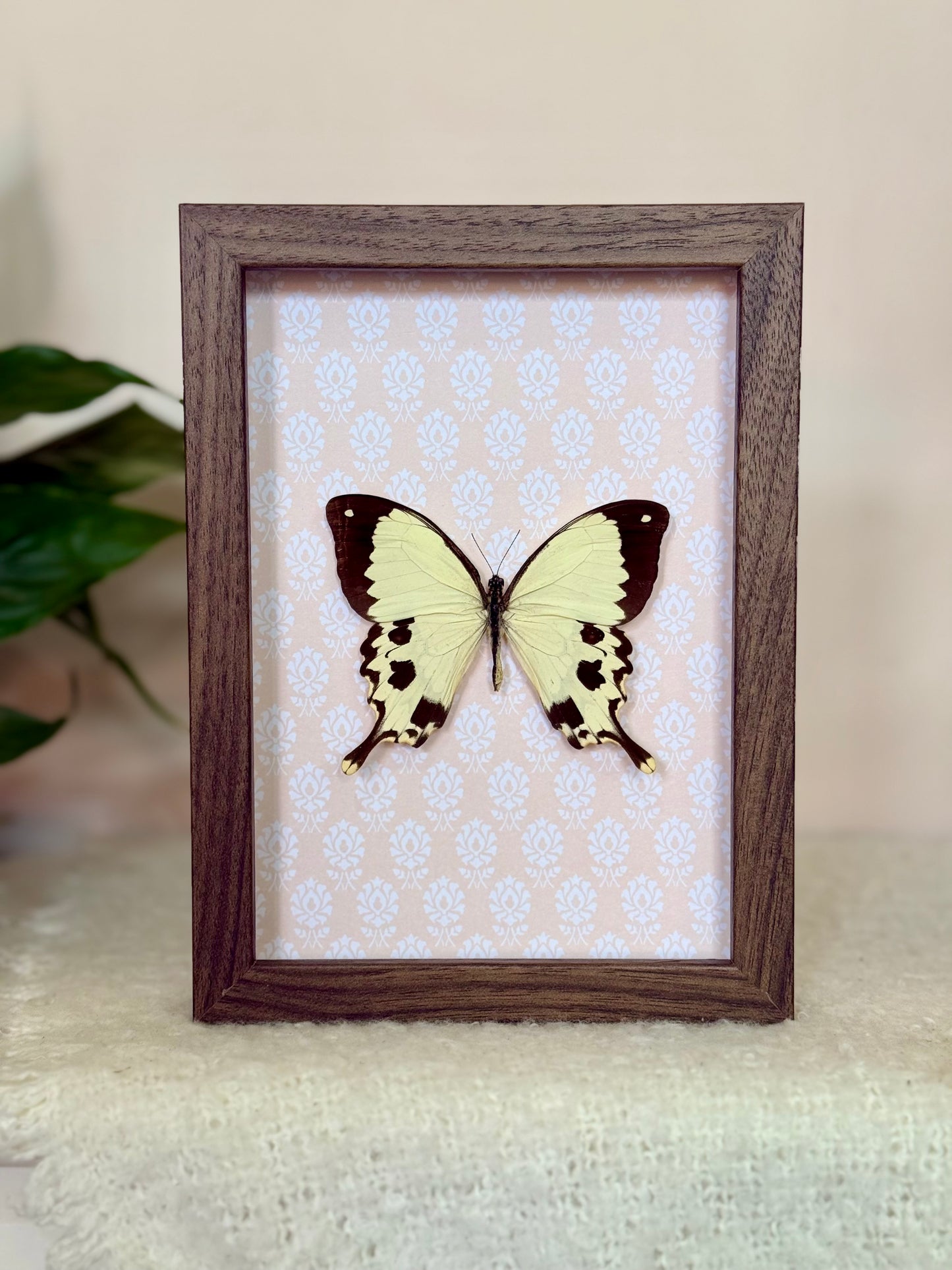 Mocker Swallowtail