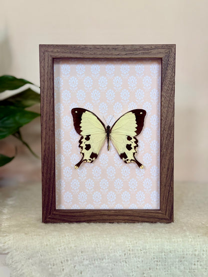 Mocker Swallowtail