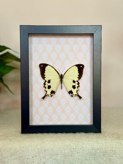 Mocker Swallowtail
