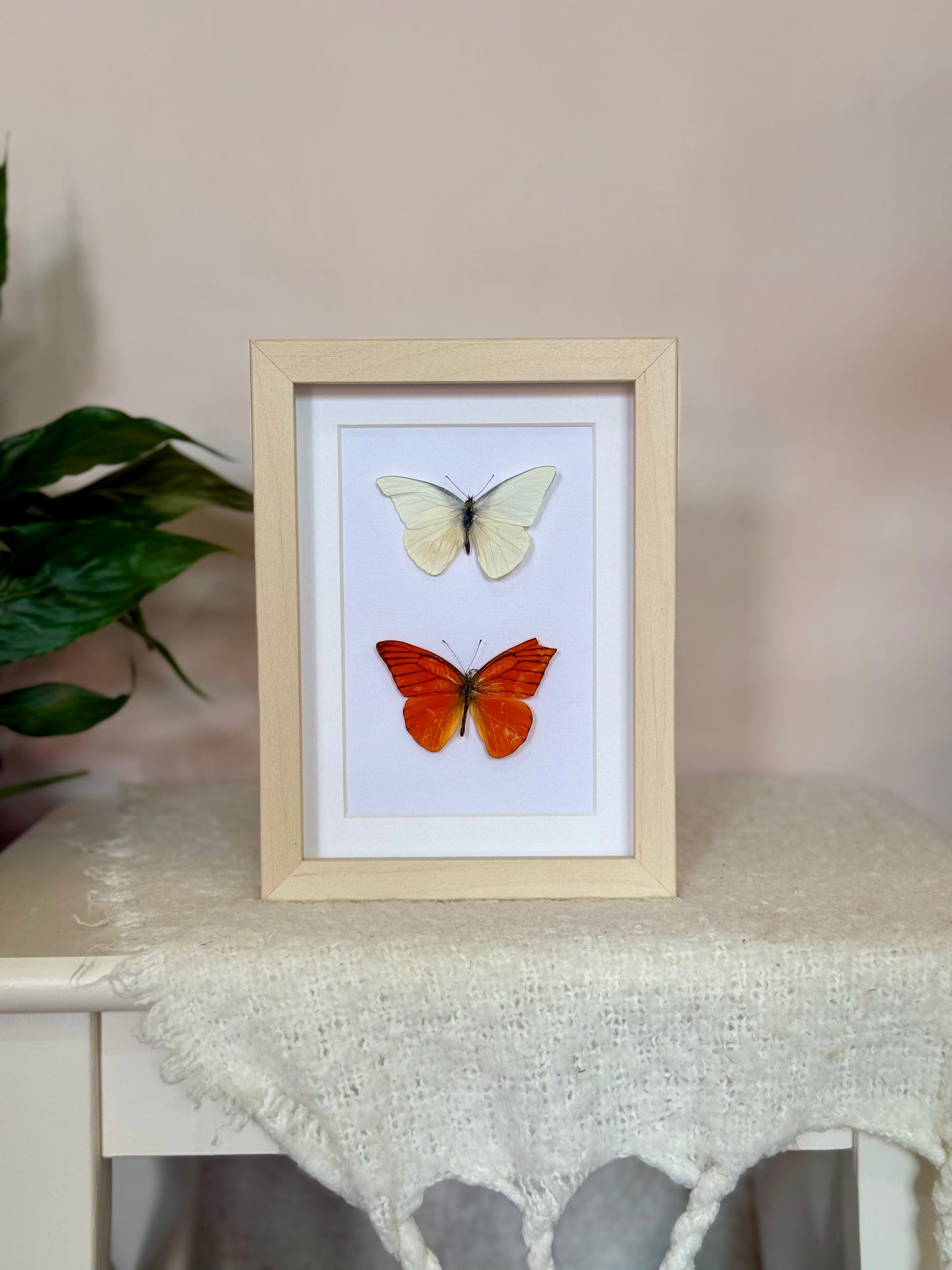 Imperfect Albatross Butterfly Duo