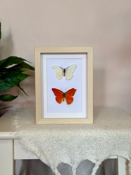 Imperfect Albatross Butterfly Duo