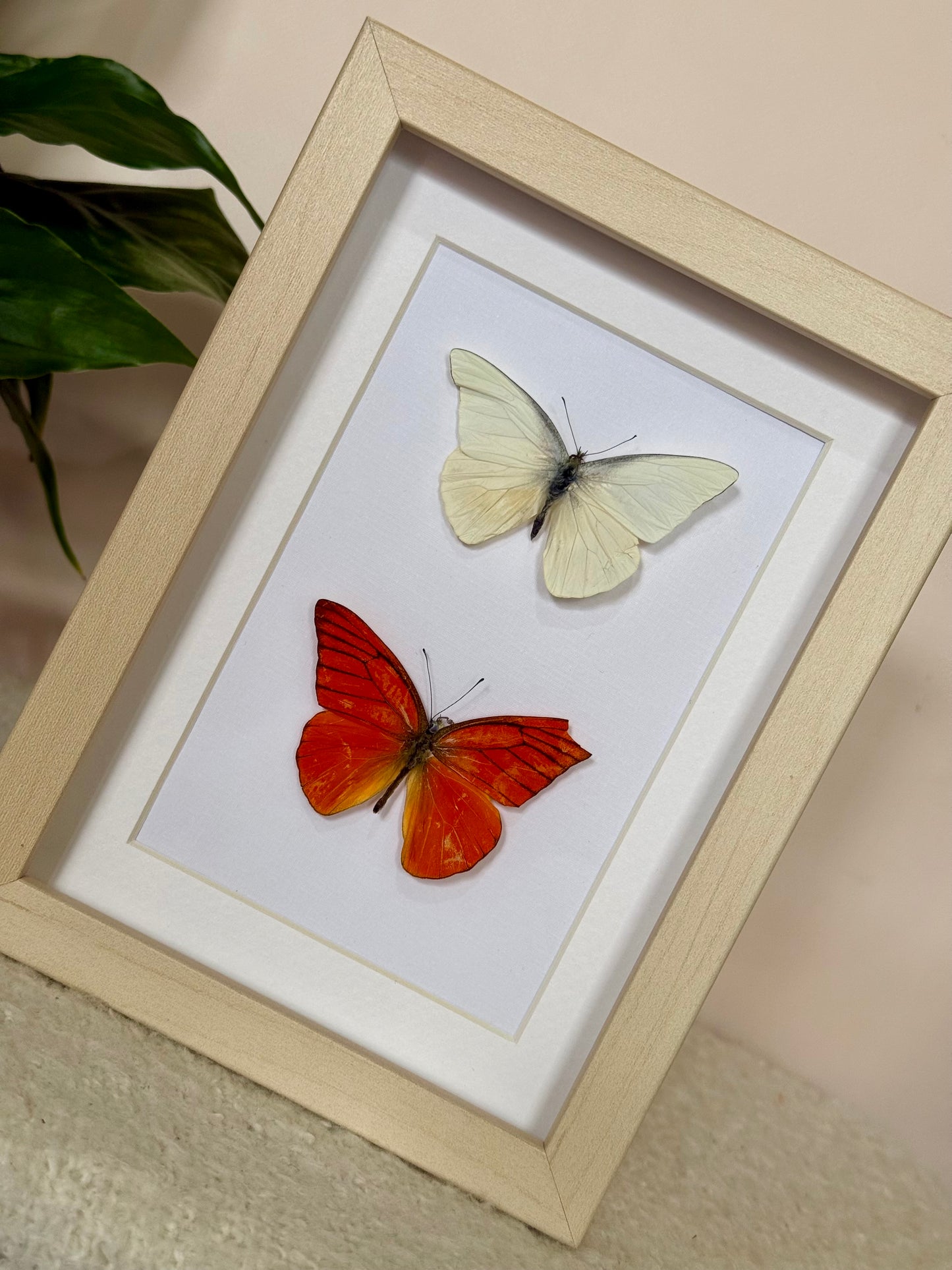Imperfect Albatross Butterfly Duo