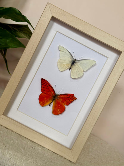 Imperfect Albatross Butterfly Duo