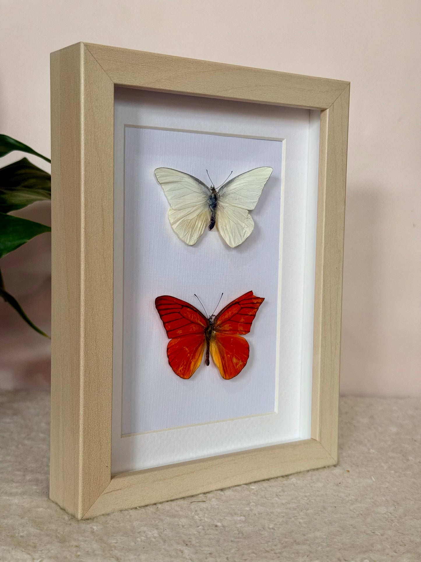 Imperfect Albatross Butterfly Duo