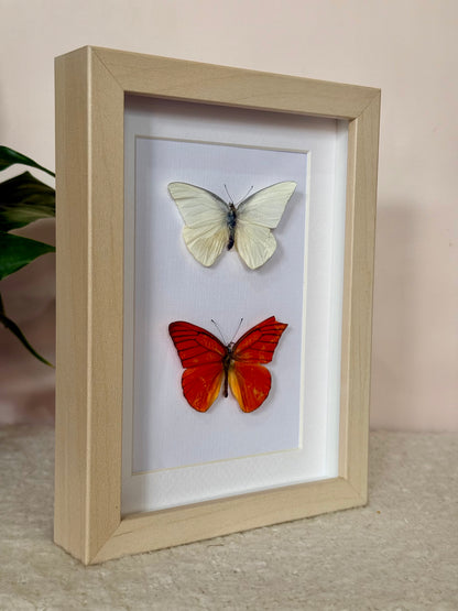 Imperfect Albatross Butterfly Duo