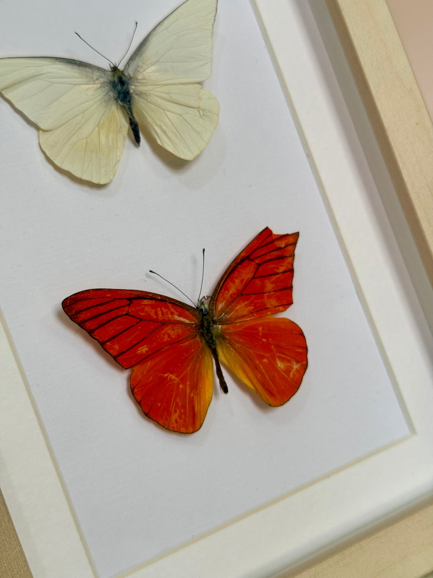Imperfect Albatross Butterfly Duo