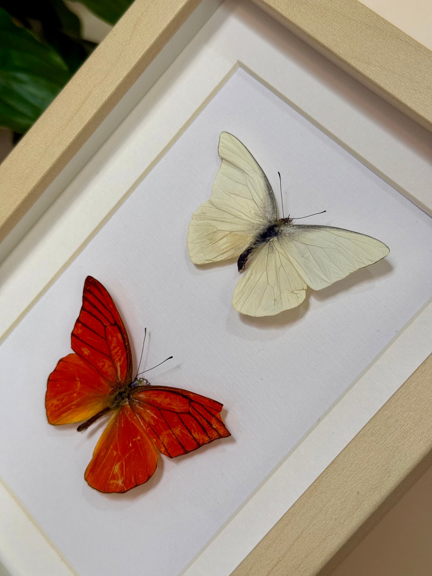 Imperfect Albatross Butterfly Duo