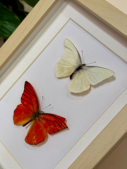 Imperfect Albatross Butterfly Duo