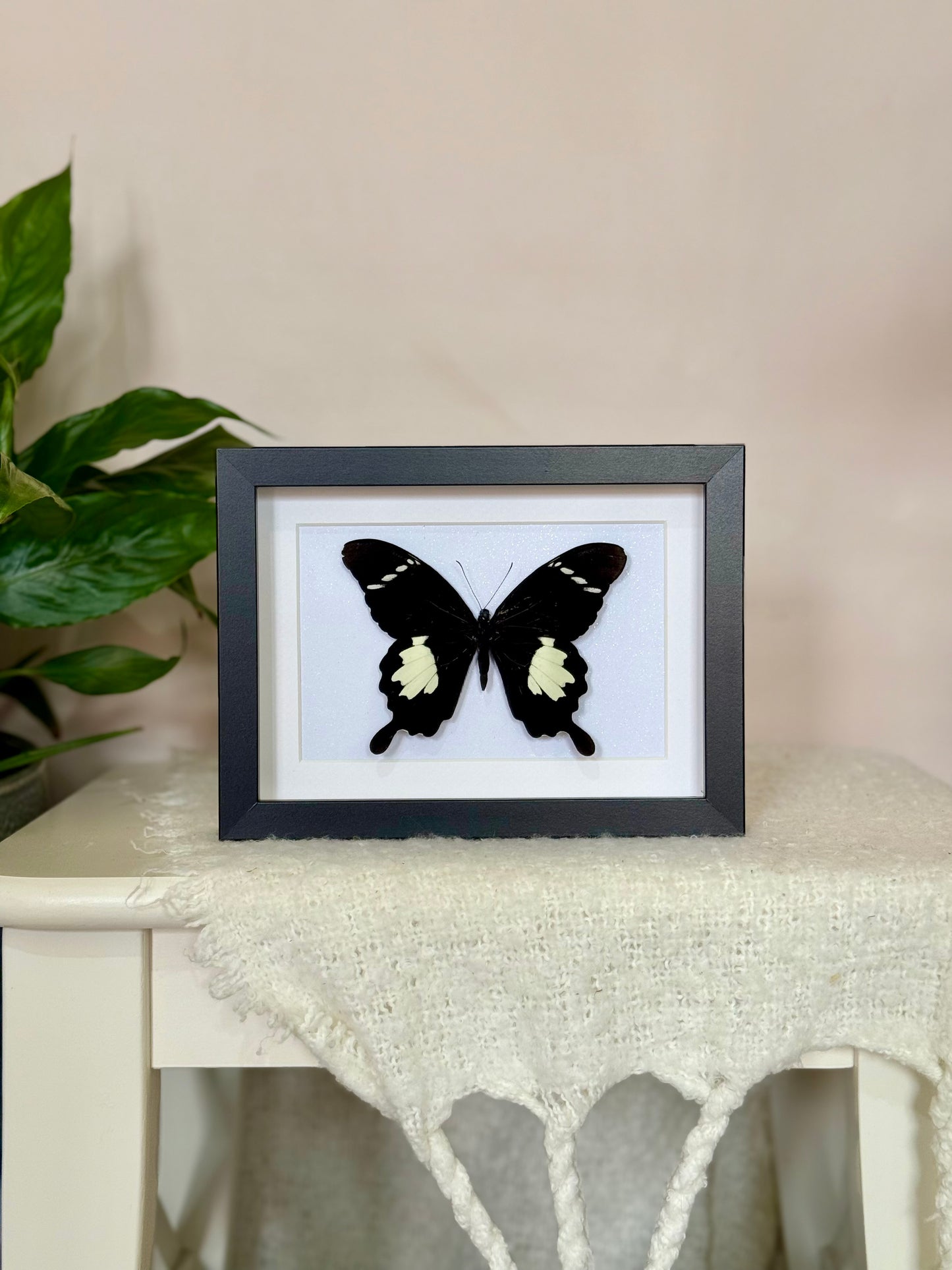Black & White Helen Butterfly