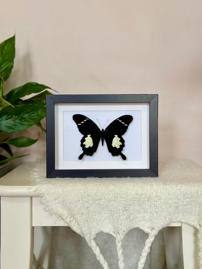 Black & White Helen Butterfly