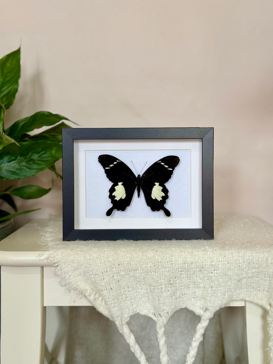 Black & White Helen Butterfly