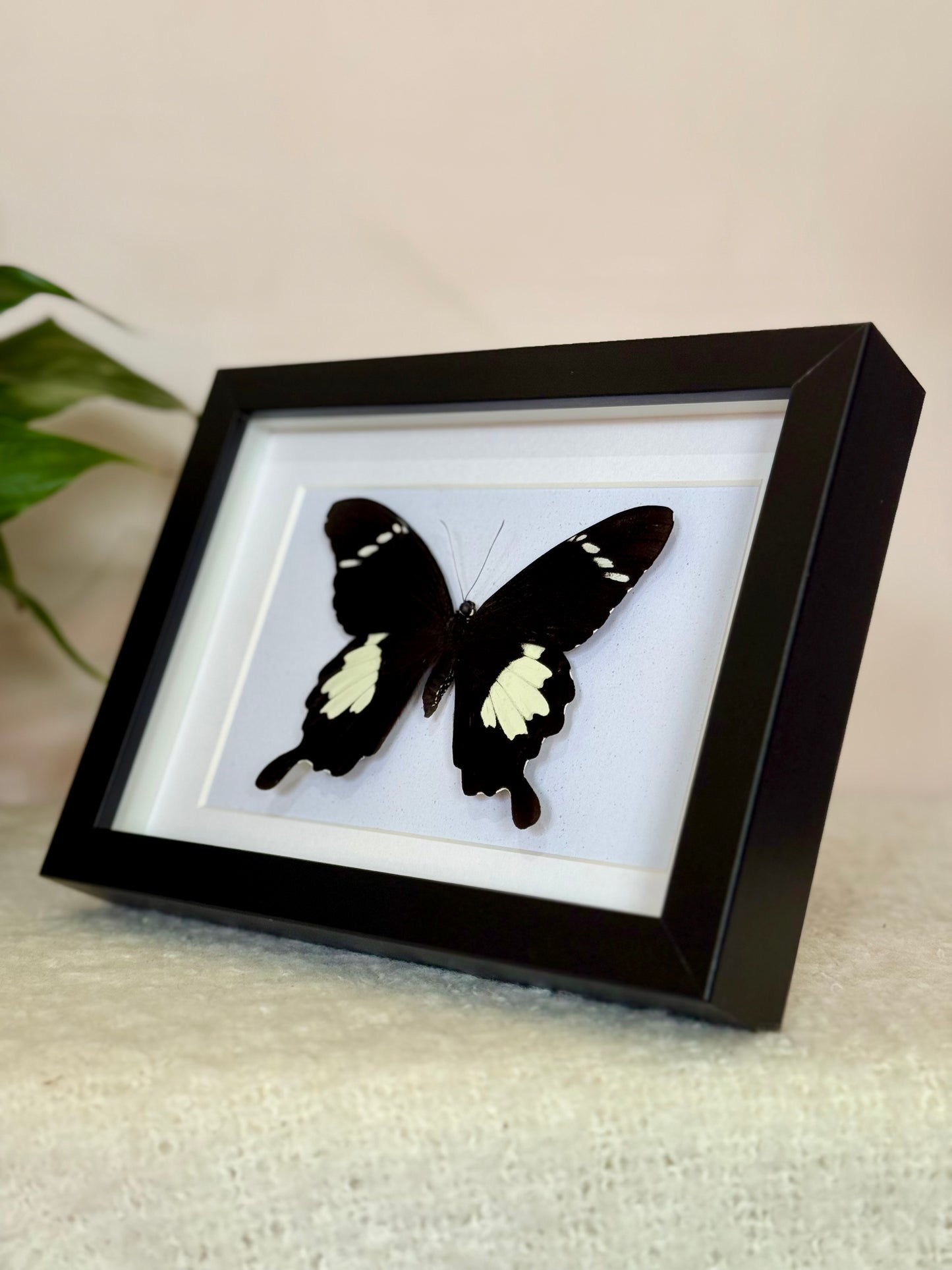 Black & White Helen Butterfly