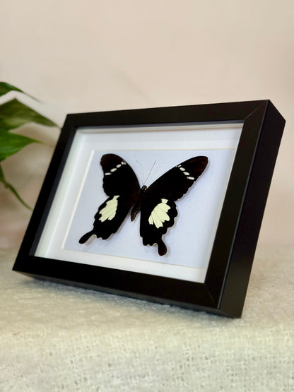 Black & White Helen Butterfly