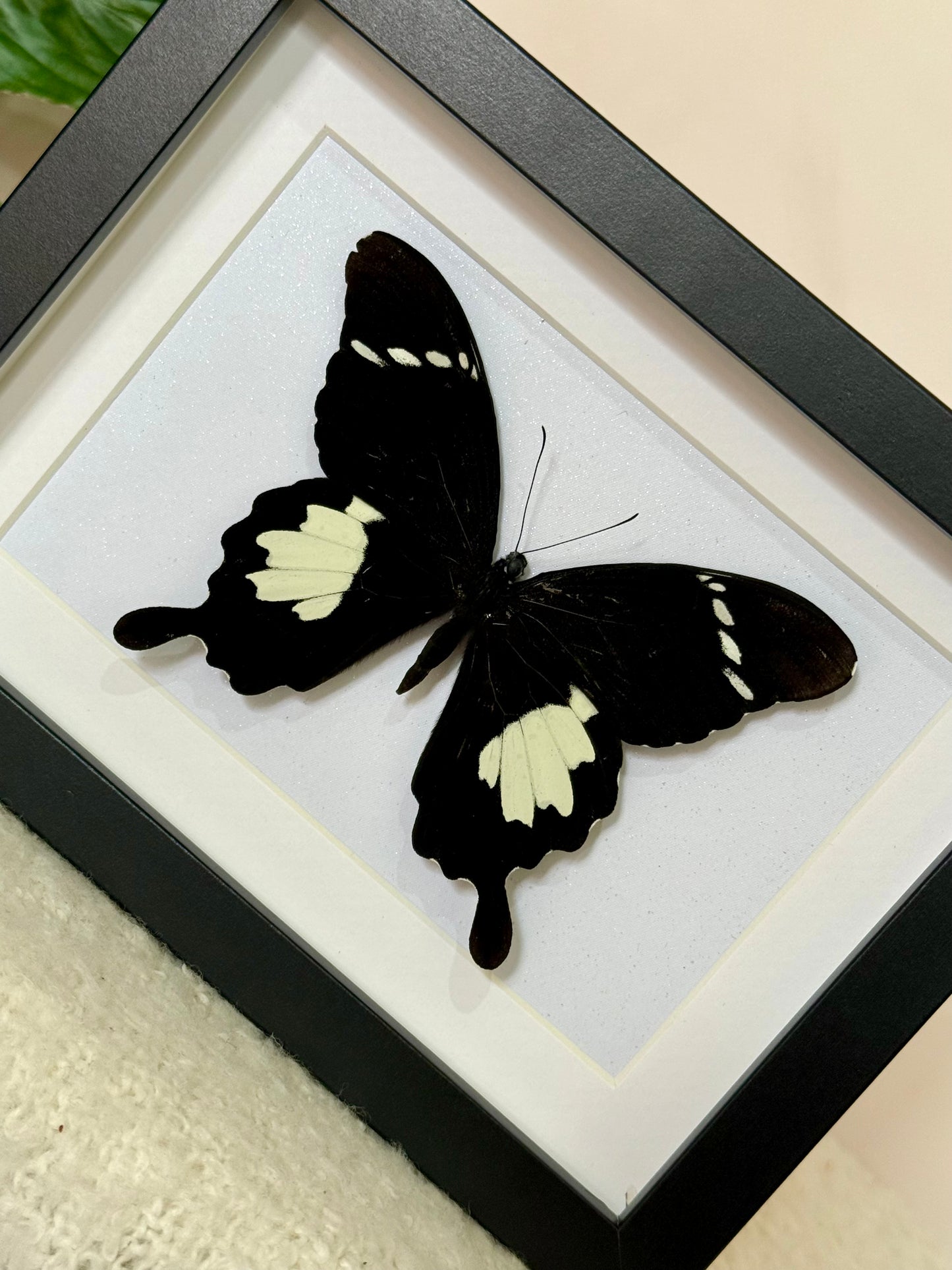 Black & White Helen Butterfly
