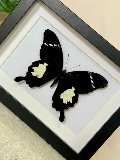 Black & White Helen Butterfly