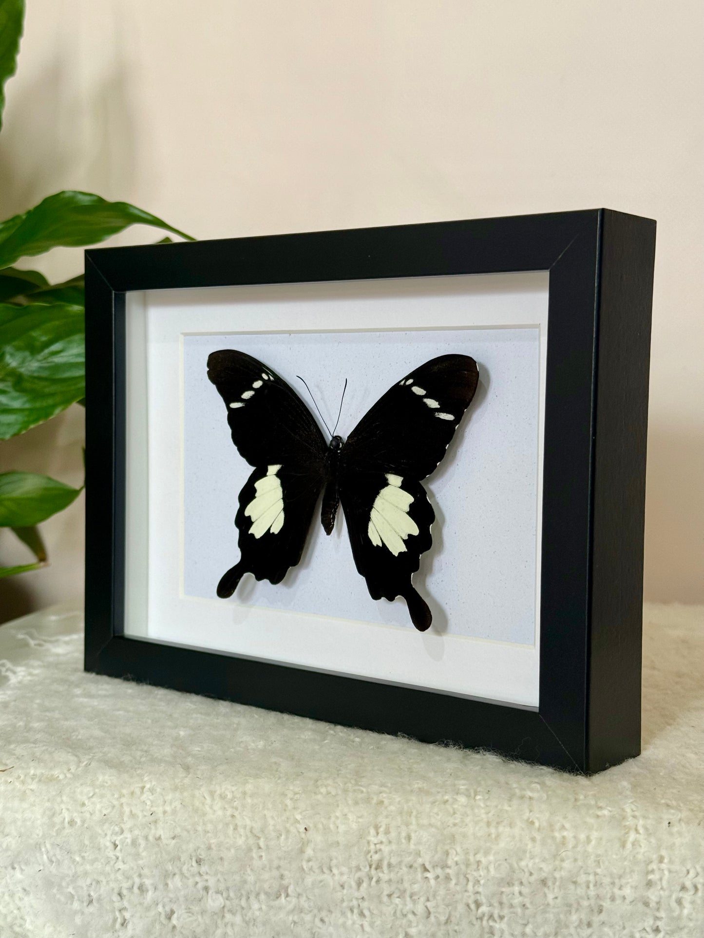 Black & White Helen Butterfly