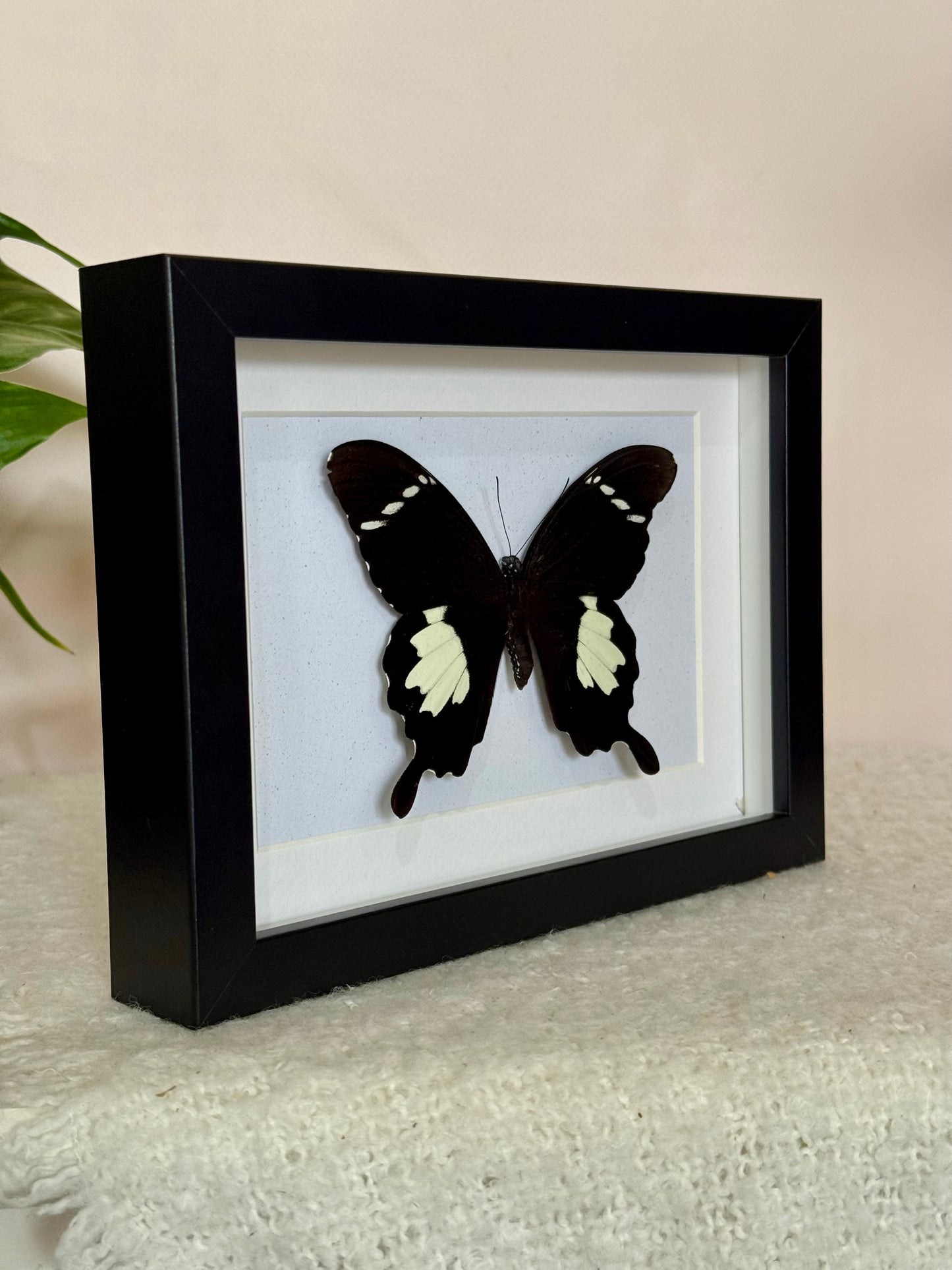 Black & White Helen Butterfly