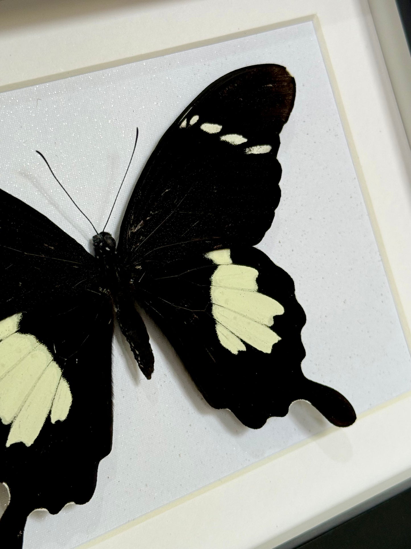 Black & White Helen Butterfly