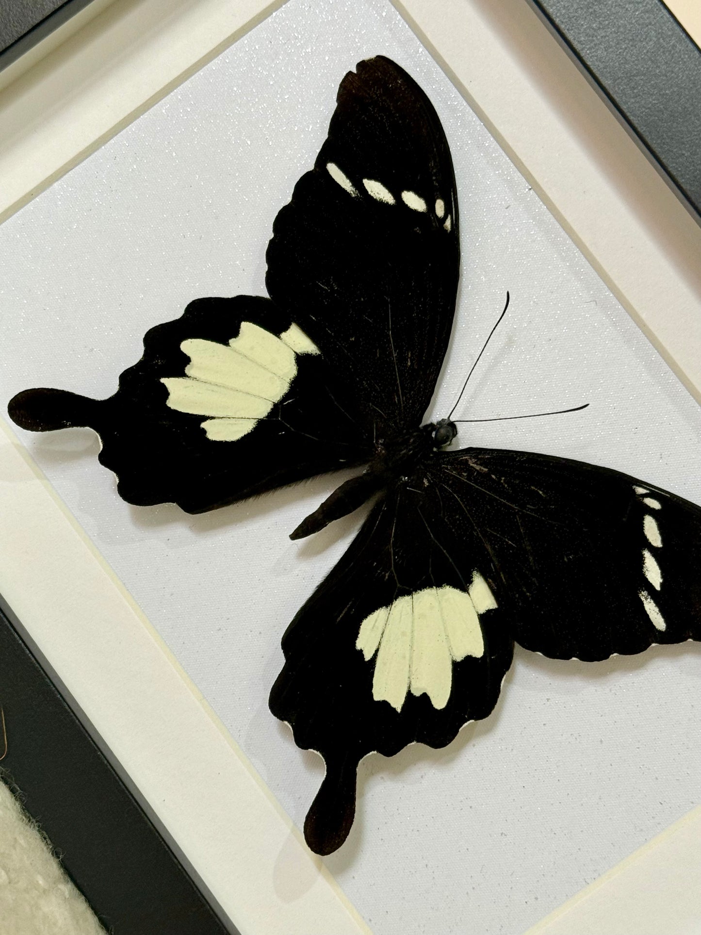 Black & White Helen Butterfly
