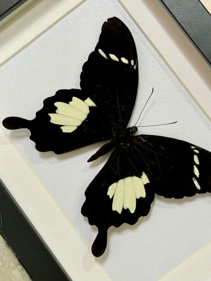Black & White Helen Butterfly
