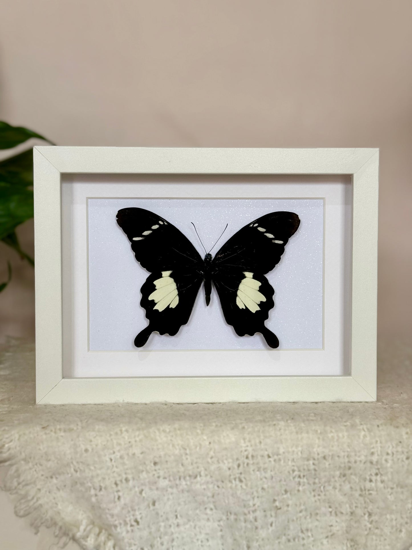 Black & White Helen Butterfly