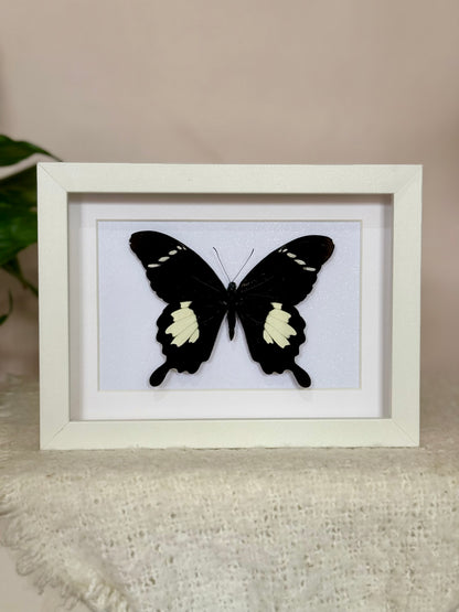 Black & White Helen Butterfly