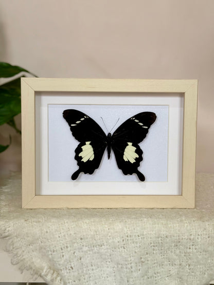 Black & White Helen Butterfly