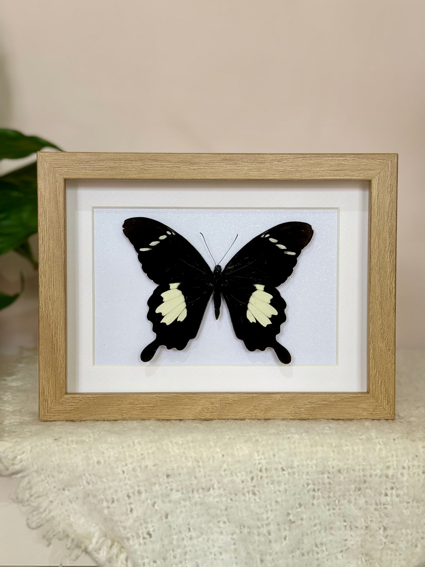 Black & White Helen Butterfly
