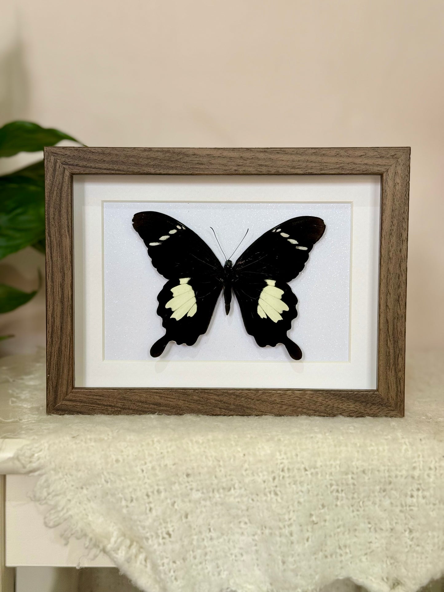 Black & White Helen Butterfly