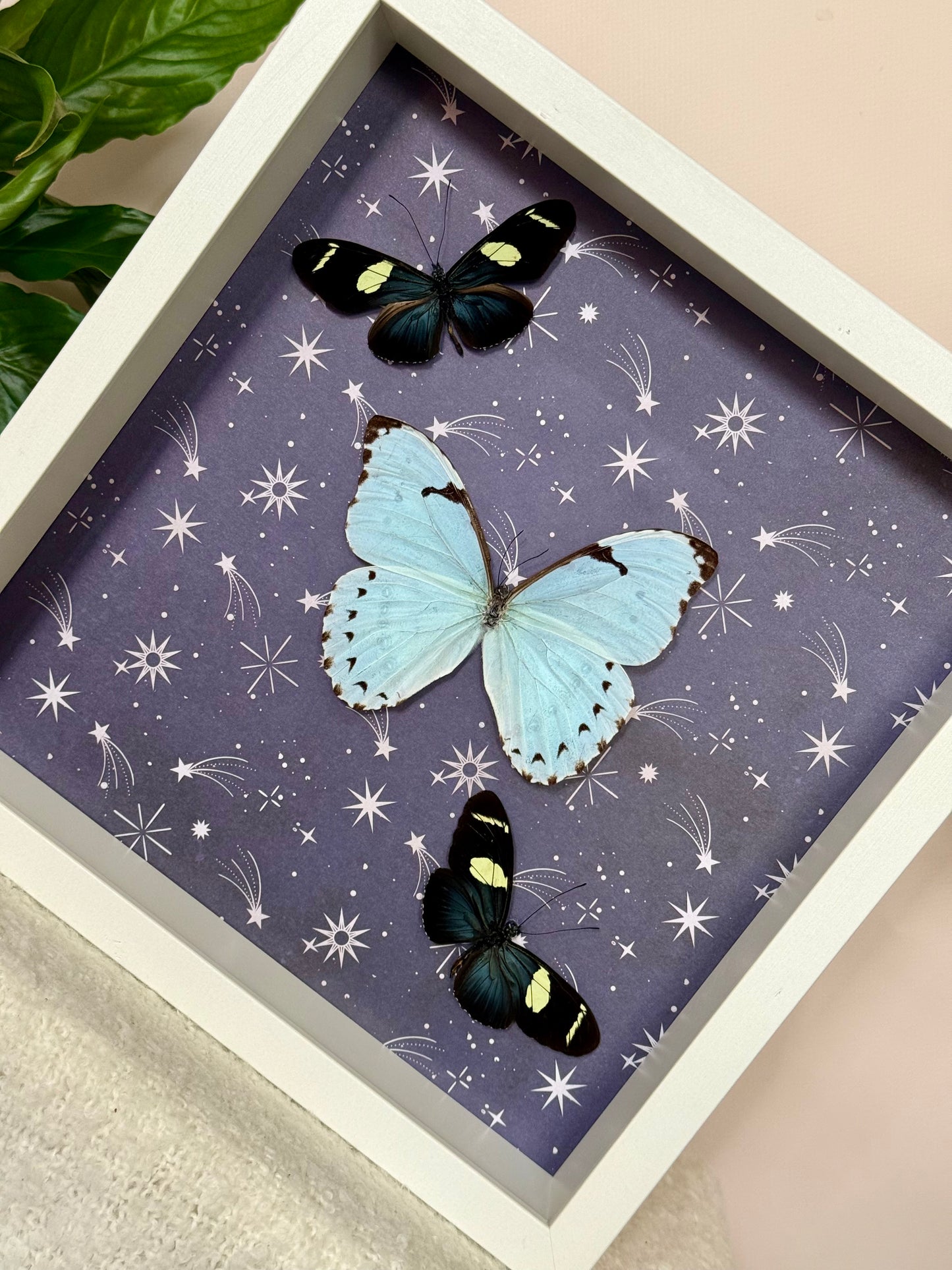 Mint Morpho & Sara Longwing Butterflies