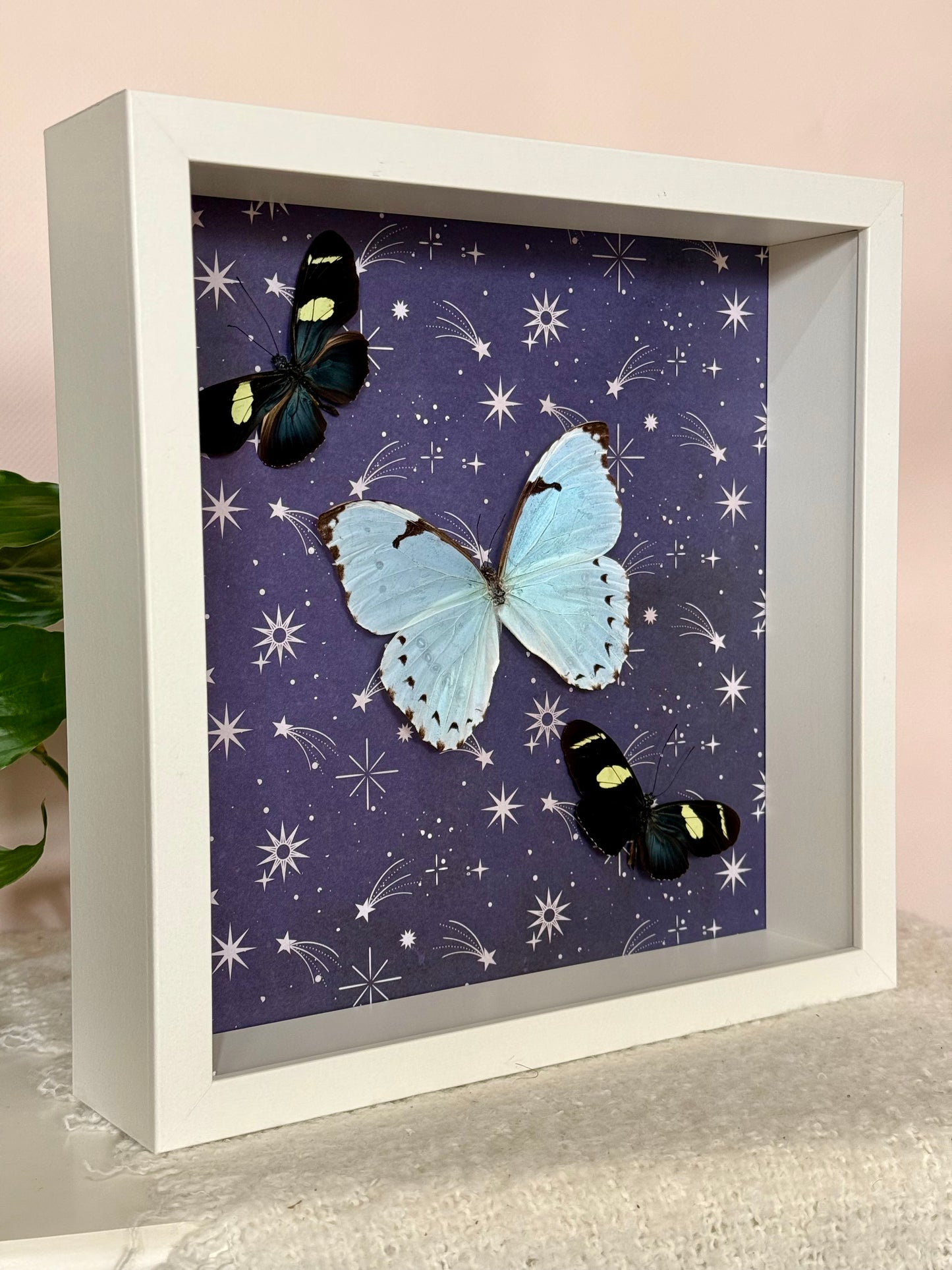Mint Morpho & Sara Longwing Butterflies