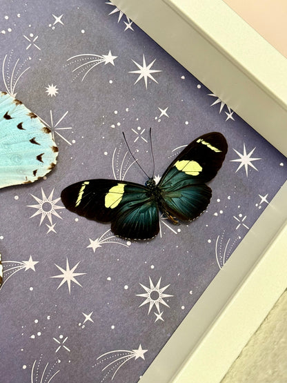 Mint Morpho & Sara Longwing Butterflies