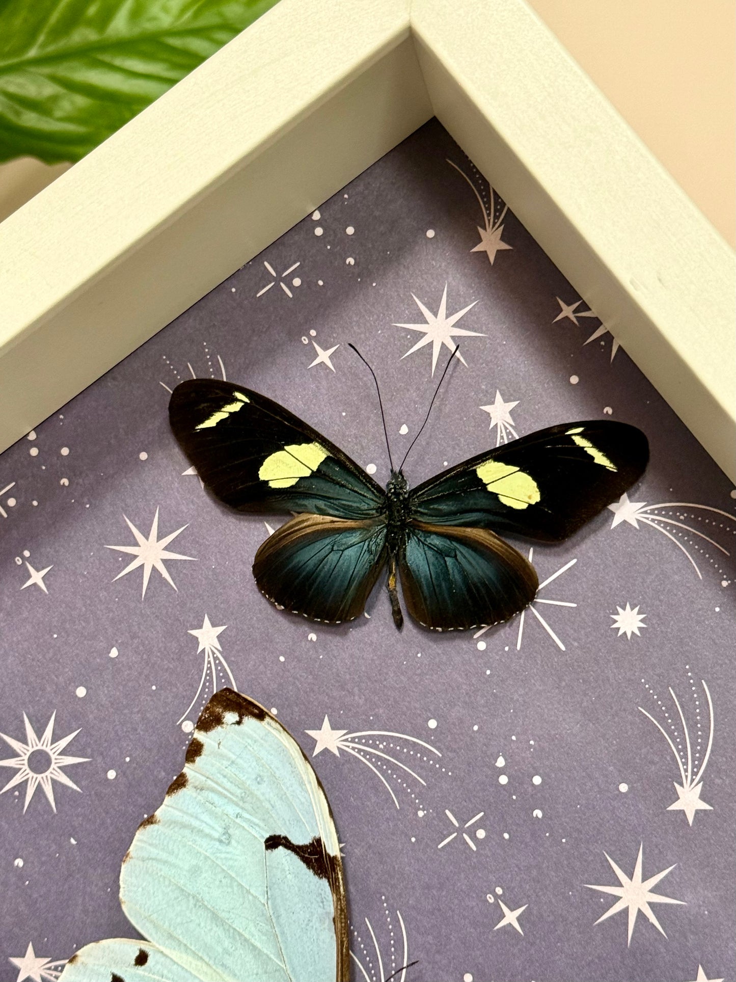 Mint Morpho & Sara Longwing Butterflies