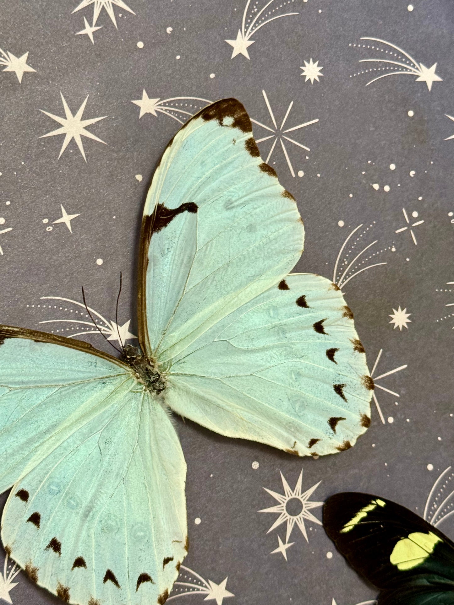 Mint Morpho & Sara Longwing Butterflies