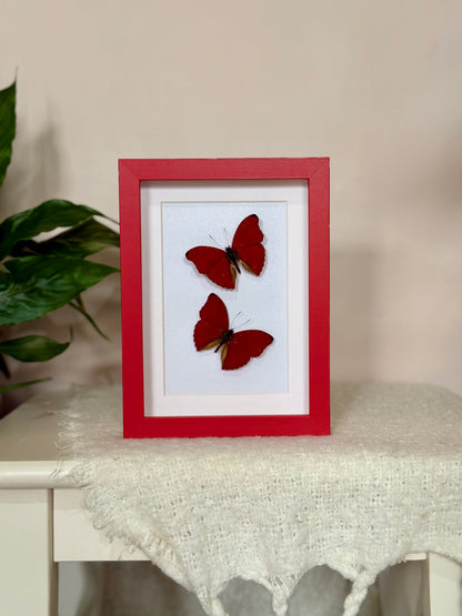 Two Blood Red Gliders