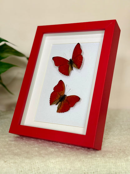 Two Blood Red Gliders