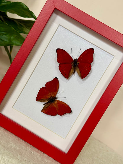 Two Blood Red Gliders