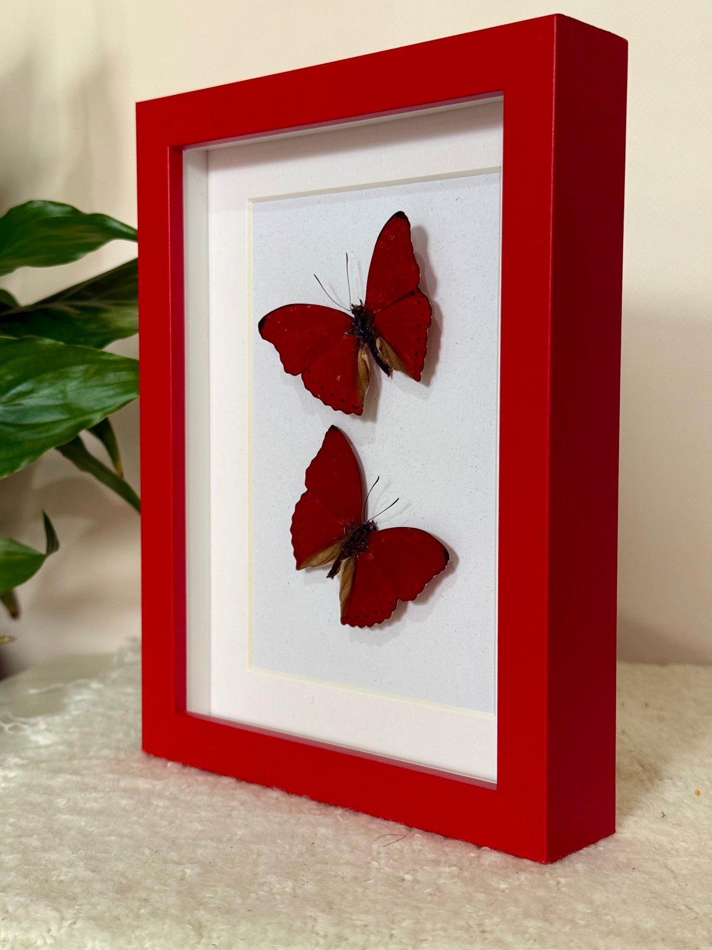 Two Blood Red Gliders