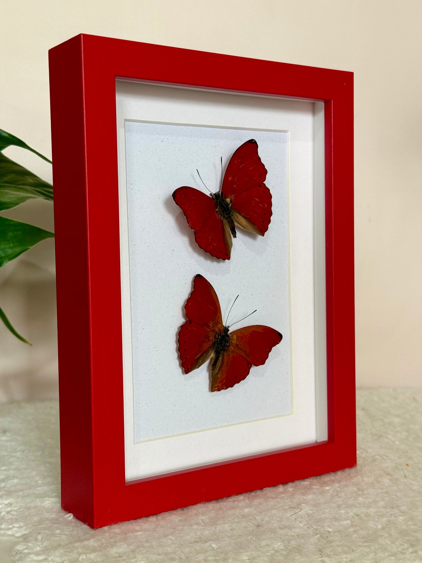 Two Blood Red Gliders