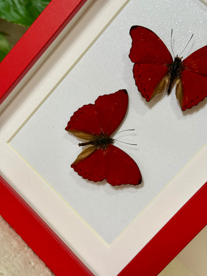 Two Blood Red Gliders