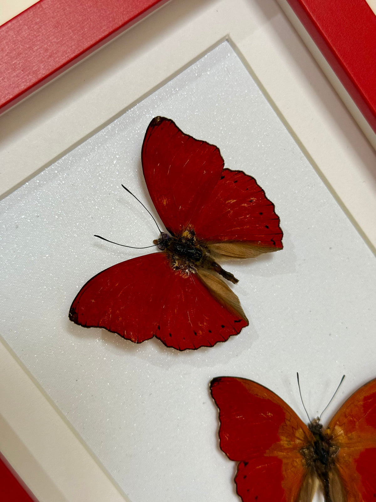 Two Blood Red Gliders