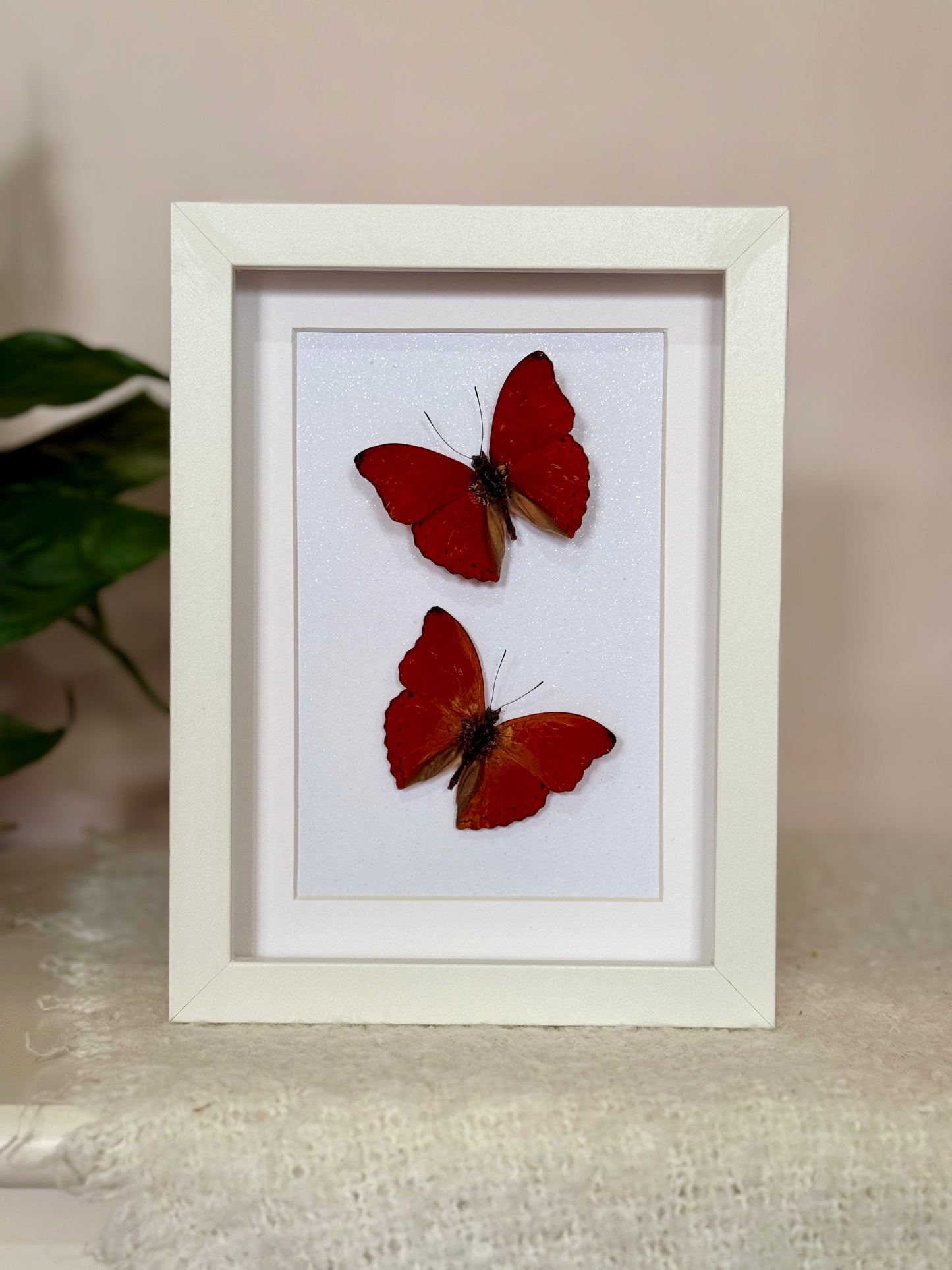 Two Blood Red Gliders