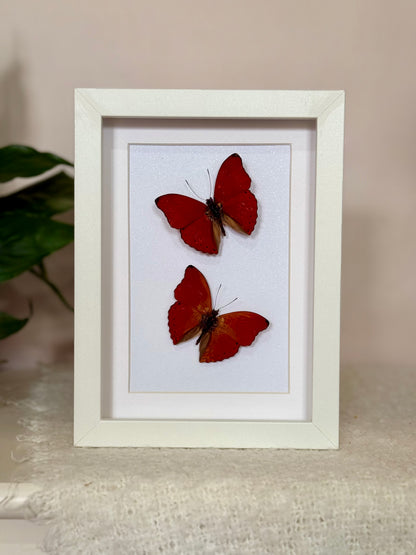 Two Blood Red Gliders