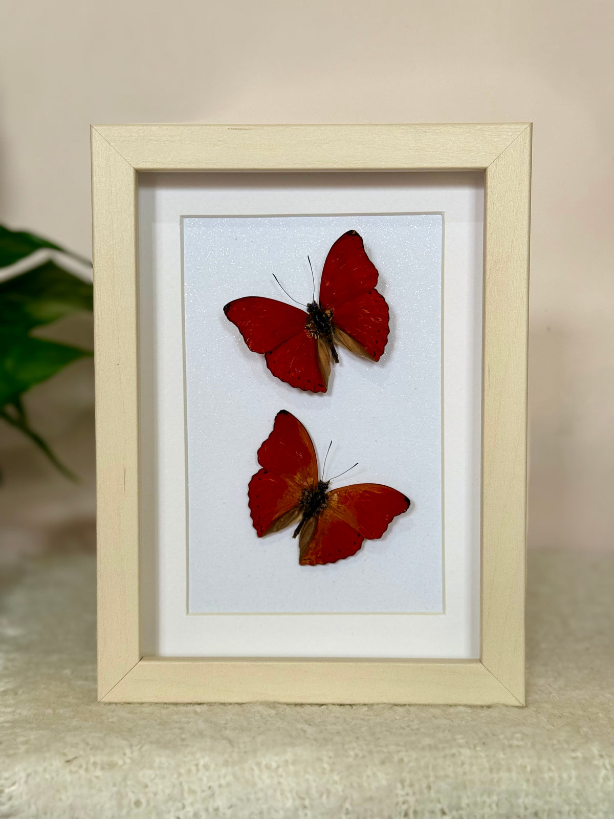 Two Blood Red Gliders